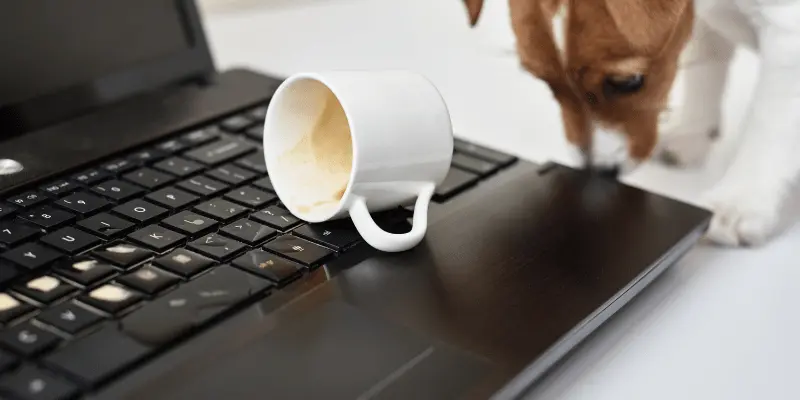 Jack Russell puppy standing near a coffee spill on a laptop keyboard Jack Russell puppy standing near a coffee spill on a laptop keyboard